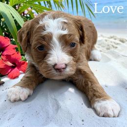 Love - Red  female Goldendoodle puppy in Newnan, Georgia from Wagging Tailz Pups