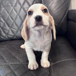 Charlie - Lemon and white male Beagle puppy in Meridianville, Alabama from Spear Lake Beagles