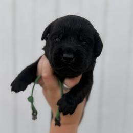 Dark Green - Black male Labrador Retriever puppy in At Henry, Ohio from Hickory Creek Labs