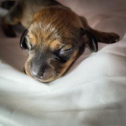 Miss Black - Brindle female Dachshund puppy in Virginia City, Nevada from V.C. Weenies