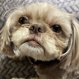 Capone - Shih Tzu