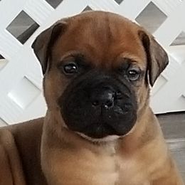 Bullmastiff Puppies from Faulkner Bullmastiffs