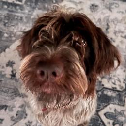 Jill - Wirehaired Pointing Griffon