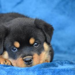 Rottweiler Puppies from Sharp Ridge Rottweilers