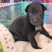 Vietnamese Phu Quoc Ridgeback Puppies from Vietnamese Phu Quoc Ridgeback Dogs of Southern California