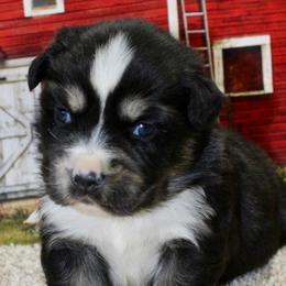 Black Tri 2 - Black tri female Miniature Australian Shepherd puppy in Ronan, Montana from Dirt Road Aussie’s of Montana