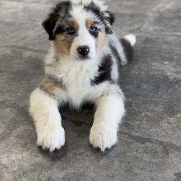 Turkey - Australian Shepherd puppy from Saddle Peak Aussies