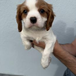 Cavalier King Charles Spaniel Puppies from Raised by Cathy