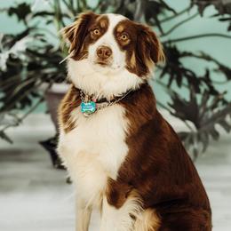 Tonks - Australian Shepherd