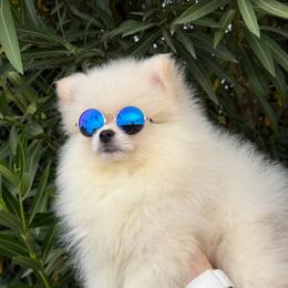 Dembele - White male Pomeranian puppy in Los Angeles, Santa Clarita, California from LT_Poms