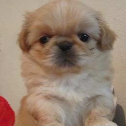Howie - Red sable male Pekingese puppy in Birdseye, Indiana from Poochie's Pekes