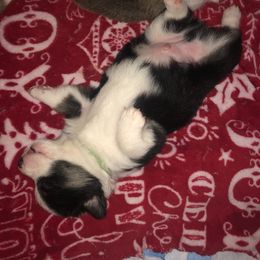 Pembroke Welsh Corgi Puppies from Naomi’s Corgis