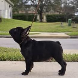 French Bulldog Puppies from Reds Frenchies