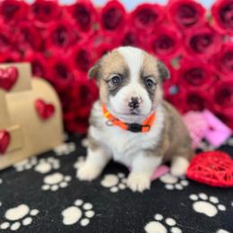 Sweetie Pie - Sable female Pembroke Welsh Corgi puppy in Millsap, Texas from Punchy Pembroke Ranch