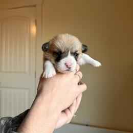 Summer - Red female Pembroke Welsh Corgi puppy in Springfield, Missouri from Hansen Corgis