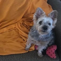 Morkies and Yorkshire Terriers from Marilyn Rowell's Morkies and Yorkies