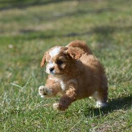 Mike - Red male Cavapoo puppy in Narvon, Pennsylvania from Stoltzfus Family Puppies (license number 18844)