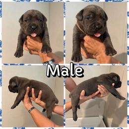 Bugs - Gray male Cane Corso puppy in Hallettsville, Texas from Gladiator Acres