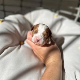 Pollen - Blenheim male Cavalier King Charles Spaniel puppy in Limestone, Montana from Alpine Cavaliers