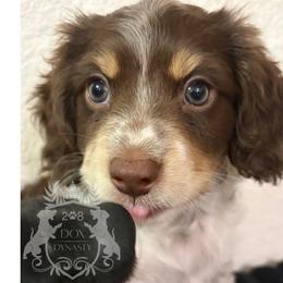 Dachshund Puppies from 208 Dox Dynasty