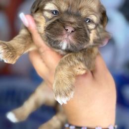 CKC Halo(read full description) - Chocolate and tan female Shih Tzu puppy in Roseville, Michigan from Diamond Paws LLC