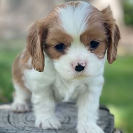 Waffles - Blenheim male Cavalier King Charles Spaniel puppy in Blanding, Utah from Blue House Cavaliers