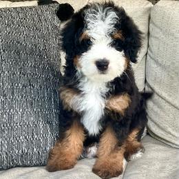 Fynn- READY NOW - Tri-color male Bernedoodle puppy in Apple Creek, Ohio from Cuddle Paws