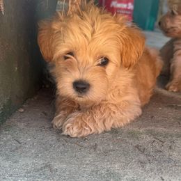 King Julian - Cream male Assorted Doodle Crosses puppy in River Falls, Wisconsin from Dottie's Doodles