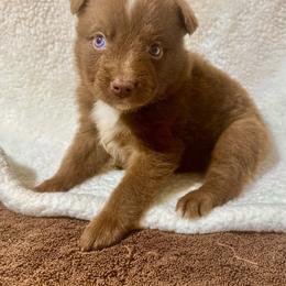 Tri male 1 - Red tri male Miniature Australian Shepherd puppy in Lemon Cove, California from Magic Ranch Mini Aussies
