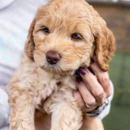 Australian Labradoodle Puppies from Providence Labradoodles, LLC
