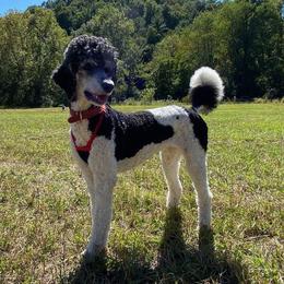 Rosie - Poodle