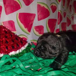 White collar - Black female Labrador Retriever puppy in Holyoke, Massachusetts from Urban Oak Labradors LLC