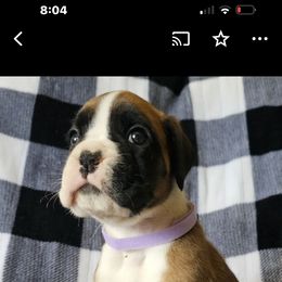 Boxer and Shih Tzu Puppies from L&L European Boxers and Shih Tzus