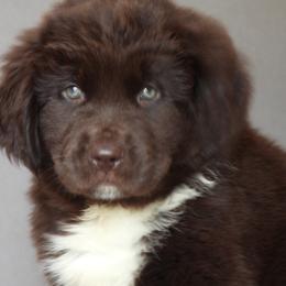 Gloria - Brown female Newfoundland puppy in Dalton, Ohio from Newfforu
