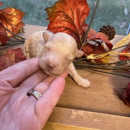 Gingersnap - Apricot female Goldendoodle puppy in Home, Pennsylvania from Plum Creek Acres Next Generation