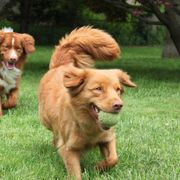 Nova Scotia Duck Tolling Retriever All Grown Up from Dtails Tollers
