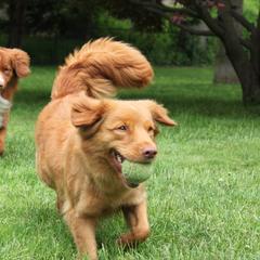 Nova Scotia Duck Tolling Retriever All Grown Up from Dtails Tollers
