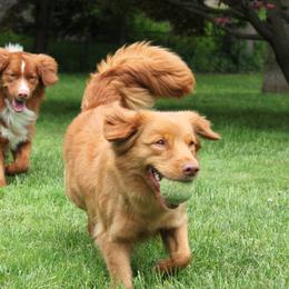 Nova Scotia Duck Tolling Retriever All Grown Up from Dtails Tollers
