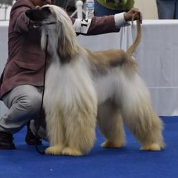 Afghan Hounds from Palar