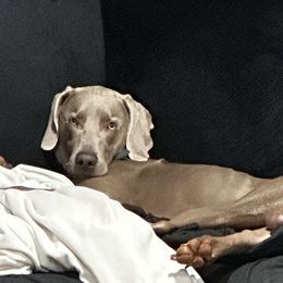 Haze - Weimaraner