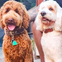 Goldendoodle puppies from LuckyStarDoodle