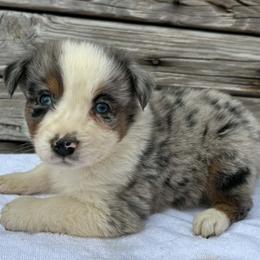 Boy 3 - male Australian Shepherd puppy in Sunbright, Tennessee from Laudrick Aussies