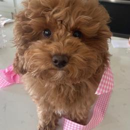Maltipoo Puppies from Ollie-Pop Paws Breeding