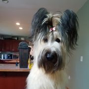 Briard and Schapendoes Puppies from Dragonz Lair