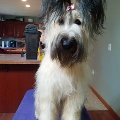 Briard and Schapendoes Puppies from Dragonz Lair