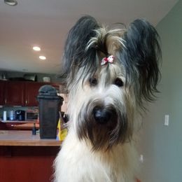 Briard and Schapendoes Puppies from Dragonz Lair