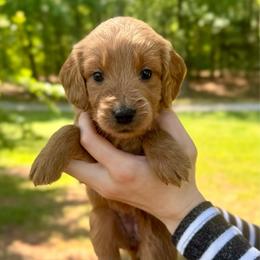 Hazel - Red  female Goldendoodle puppy in Kenansville, North Carolina from J+A Family Doodles