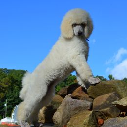 Poodle Puppies from D and D Standard Poodles