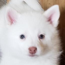 Pomskies from Mark's Pomskies