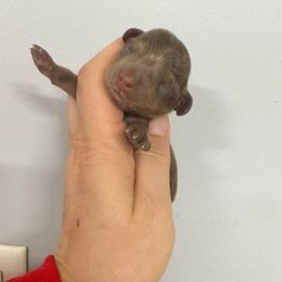 Dollee - Chocolate and cream female Dachshund puppy in Fredericksburg, Indiana from Blue River Mini Dachshunds